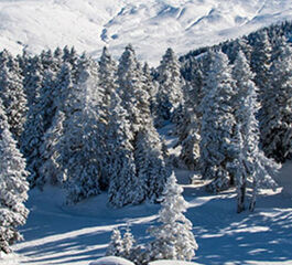 Uludağ ve Gölyazı Turu (Günübirlik)